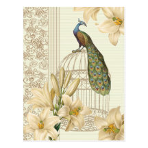 Sophisticated vintage Peacock & Cage Lily Postcard