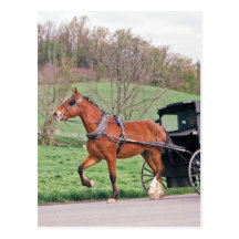 Sorrel Amish Horse Post Cards