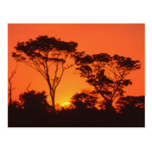 South Africa.  African sunset. Postcard