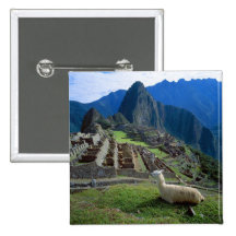 South America, Peru. A llama rests on a hill Button