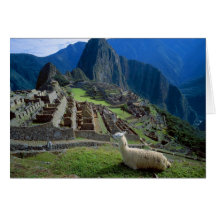South America, Peru. A llama rests on a hill Greeting Cards