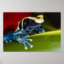 South America, Republic of Surinam. Close-up Poster