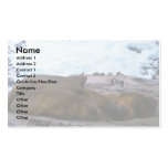 Southern Elephant Seals Business Card Template