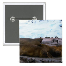 Southern Elephant Seals Buttons