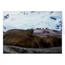 Southern Elephant Seals Cards