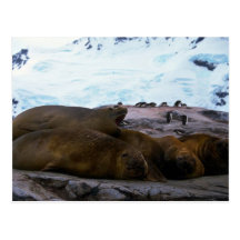Southern Elephant Seals Post Card