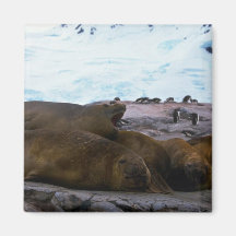 Southern Elephant Seals Refrigerator Magnets