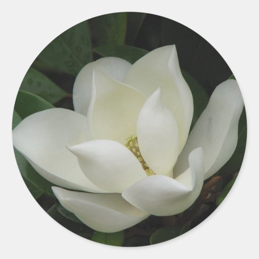 Southern Magnolia Bloom Round Stickers