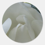 Southern Magnolia Blossom Closeup Stickers