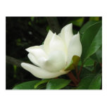 Southern Magnolia Postcard