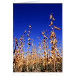 Soybeans Card