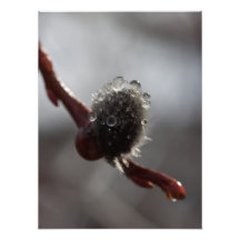 Sparkling Beads of Water Photo