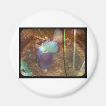 Sparkly Special Bird Fridge Magnet