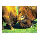 Sparring buffalo postcard