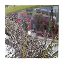 Sparrow in southern Spain Ceramic Tiles