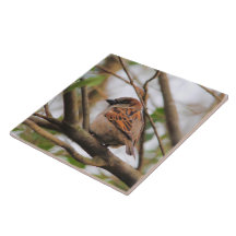 Sparrow on a Branch 3 Ceramic Tiles