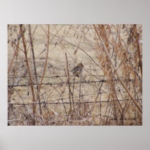 Sparrow on a Fence 1 Print