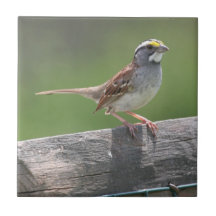 Sparrow Tile