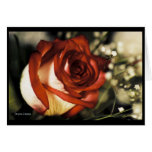 Special Occasion Rose Baby's Breath Card (blank)
