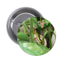 Speckled Frog in the Pepper Plant Buttons
