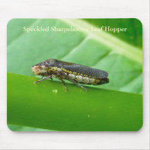 Speckled Sharpshooter Leaf Hopper Items Mousemats
