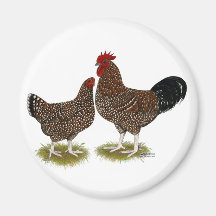 Speckled Sussex Chickens Fridge Magnets