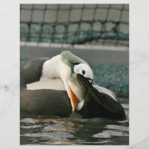 Spectacled Eider Male Flyers