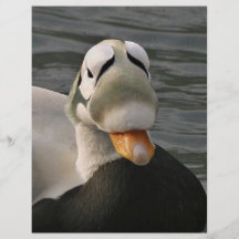 Spectacled Eider Male Personalized Flyer