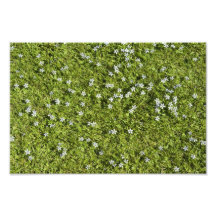 Speedwell Photo