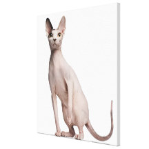 Sphynx (13 months old) gallery wrap canvas