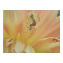 Spider & Caterpillar Postcard