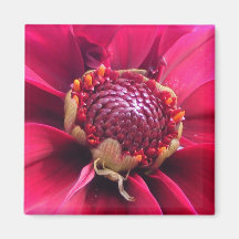 Spider in Dahlia ~ magnet