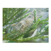 Spider in Retreat Postcard