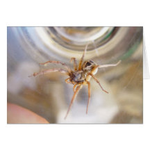 Spider In The Jar Greeting Card