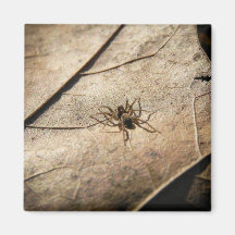 Spider on Weathered Leaf Fridge Magnets
