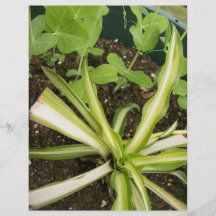 Spider plant and pea vines custom flyer