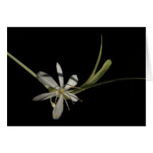 Spider Plant Flower ~ Card