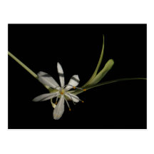 Spider plant flower ~ postcard