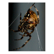 Spider Post Cards