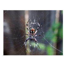 spider postcard