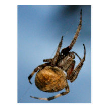 Spider Postcards