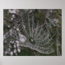 Spider Web in Morning Dew Poster