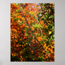 Spider web in the morning dew print