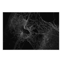 Spider Web Photo