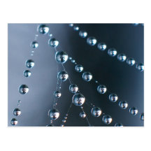 Spider Web with Droplets Post Card