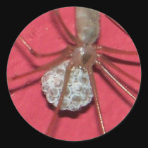 Spider With Egg Sack stickers
