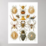 Spiders, Ernst Haeckel Posters