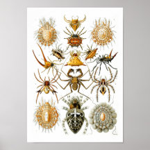 Spiders, Ernst Haeckel Posters