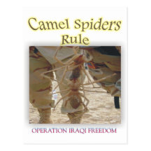 Spiders Post Cards