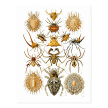 Spiders Post Cards